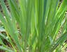 Lemongrass Plant